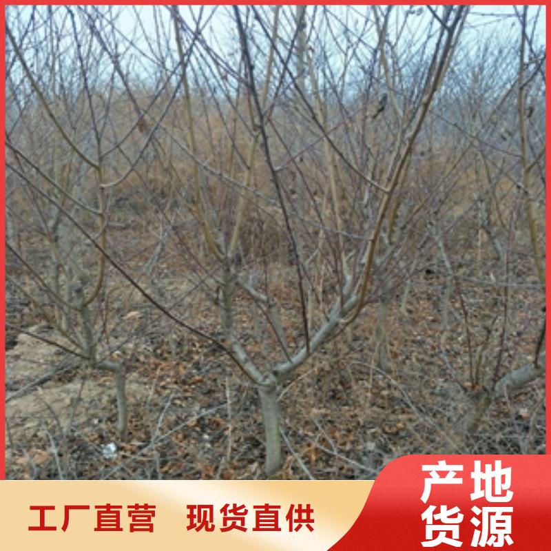 桃树_树莓苗选择我们没错