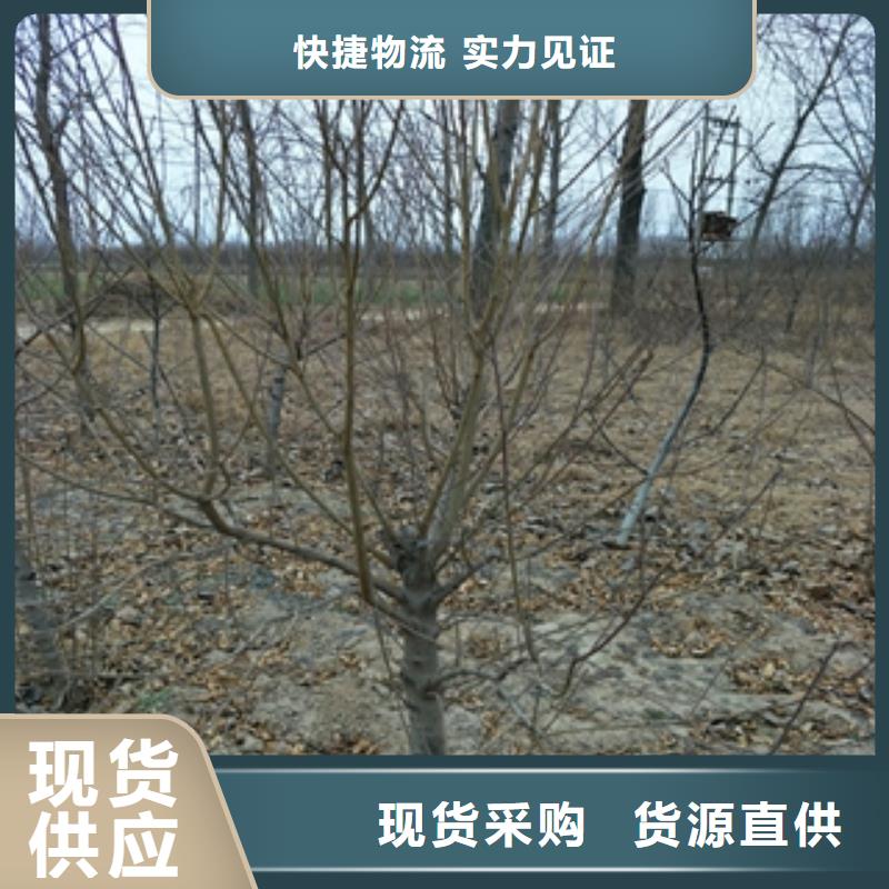 桃树蓝莓苗用品质说话