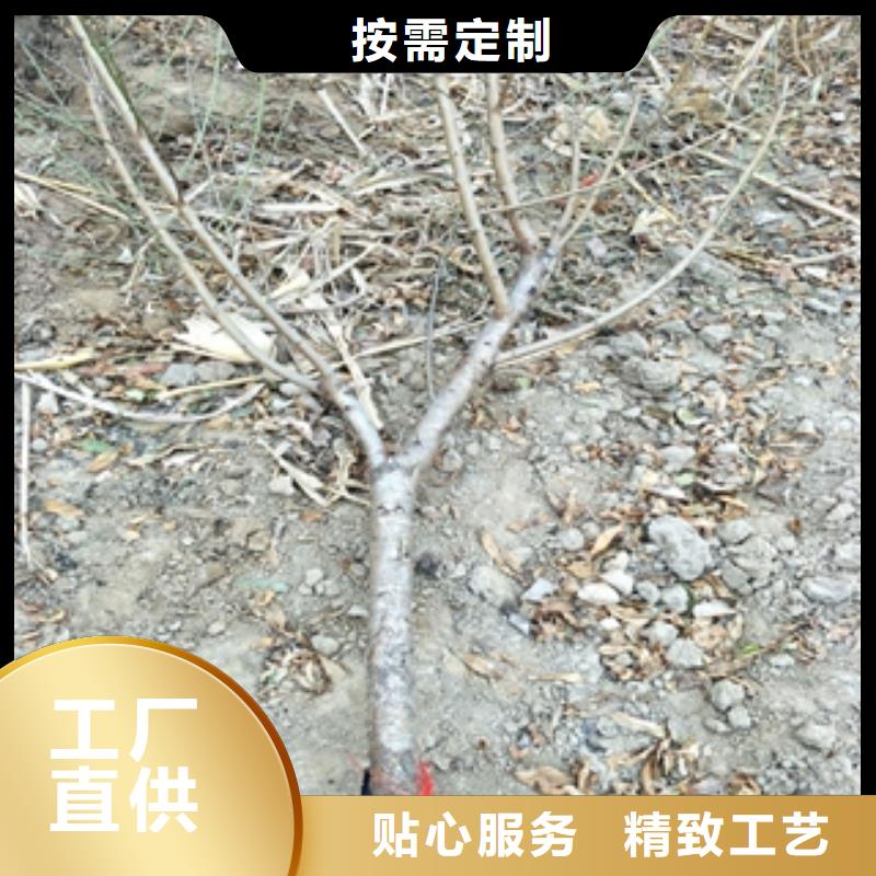 桃树蓝莓苗诚信厂家