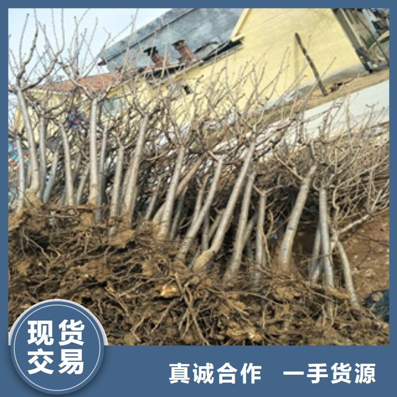 桃树泰山景松造型景松多种工艺