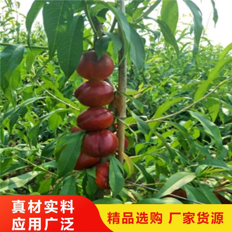 桃树核桃苗樱花苗长果桑树苗多种场景适用