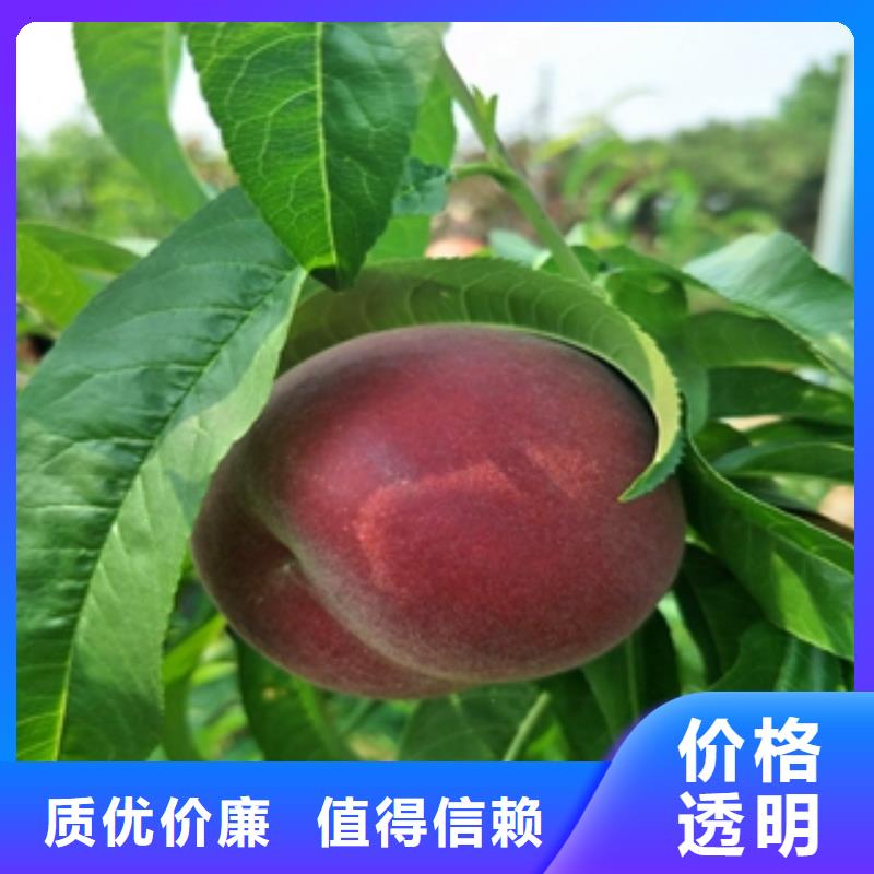 桃树蓝莓苗诚信厂家