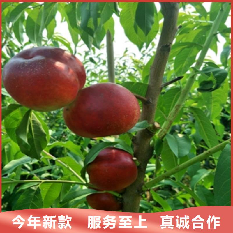 桃树占地果树多种优势放心选择
