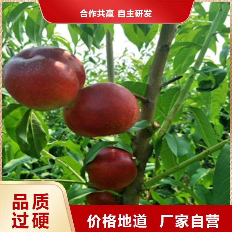 桃树泰山景松造型景松多种工艺