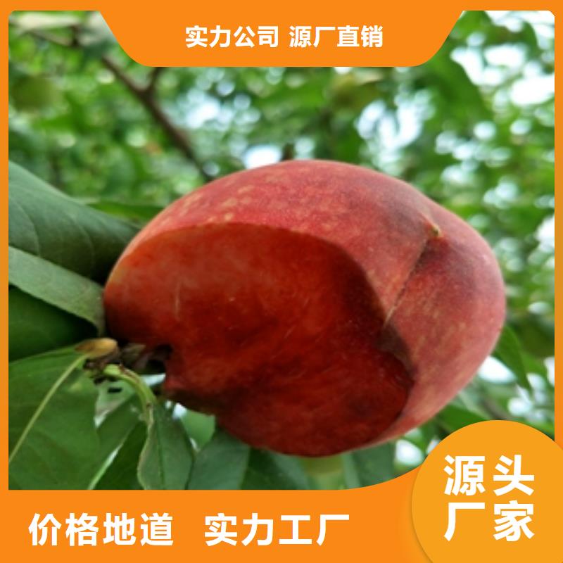 桃树-【樱桃苗】厂家技术完善 正家园艺场(荆门市分公司)