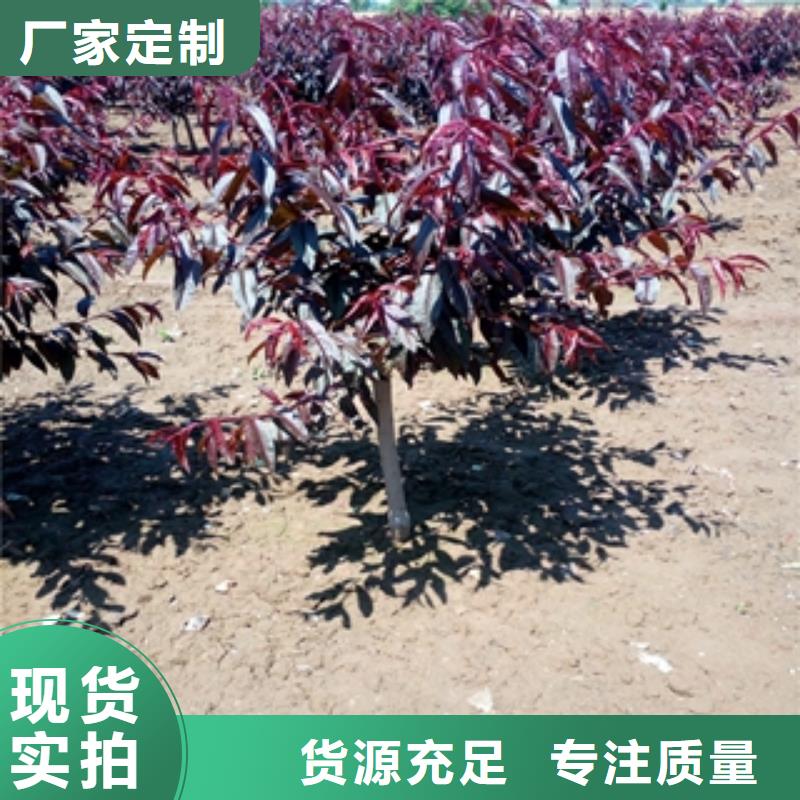 桃树绿化树绿化工程放心选购