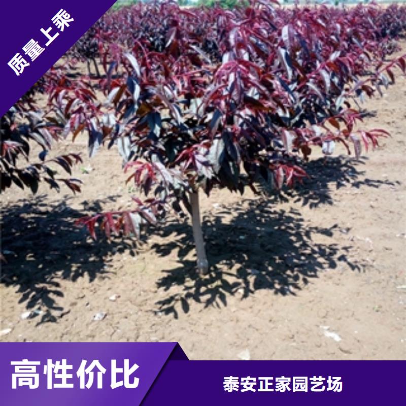 桃树占地果树多种优势放心选择