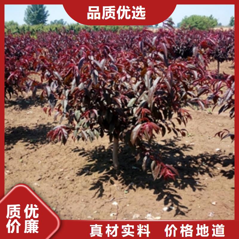 桃树占地果树多种优势放心选择