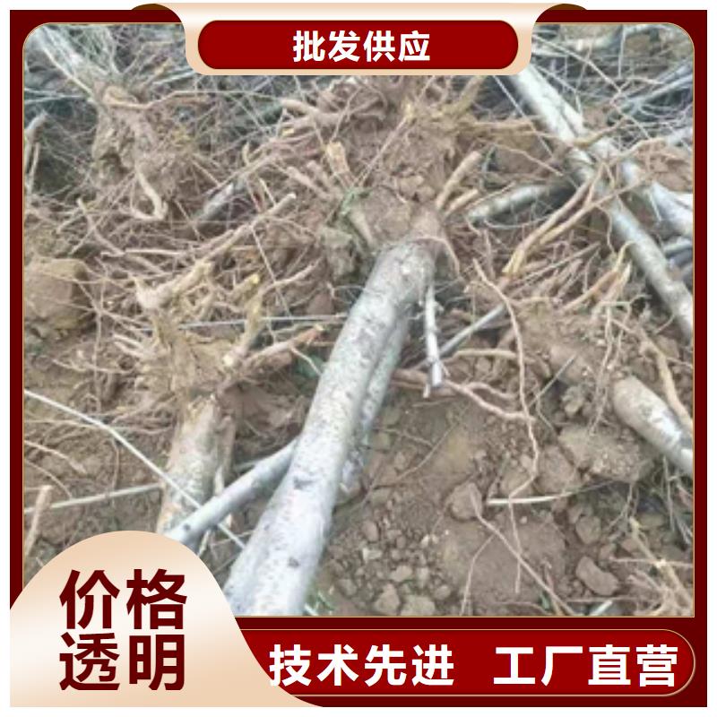 桃树蓝莓苗用品质说话