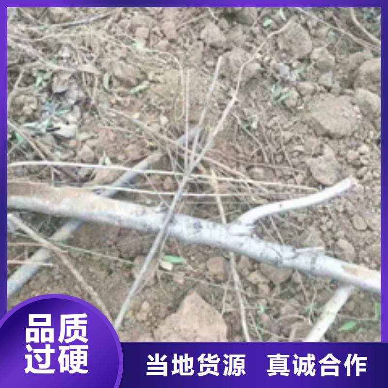 桃树-【樱桃苗】厂家技术完善 正家园艺场(荆门市分公司)