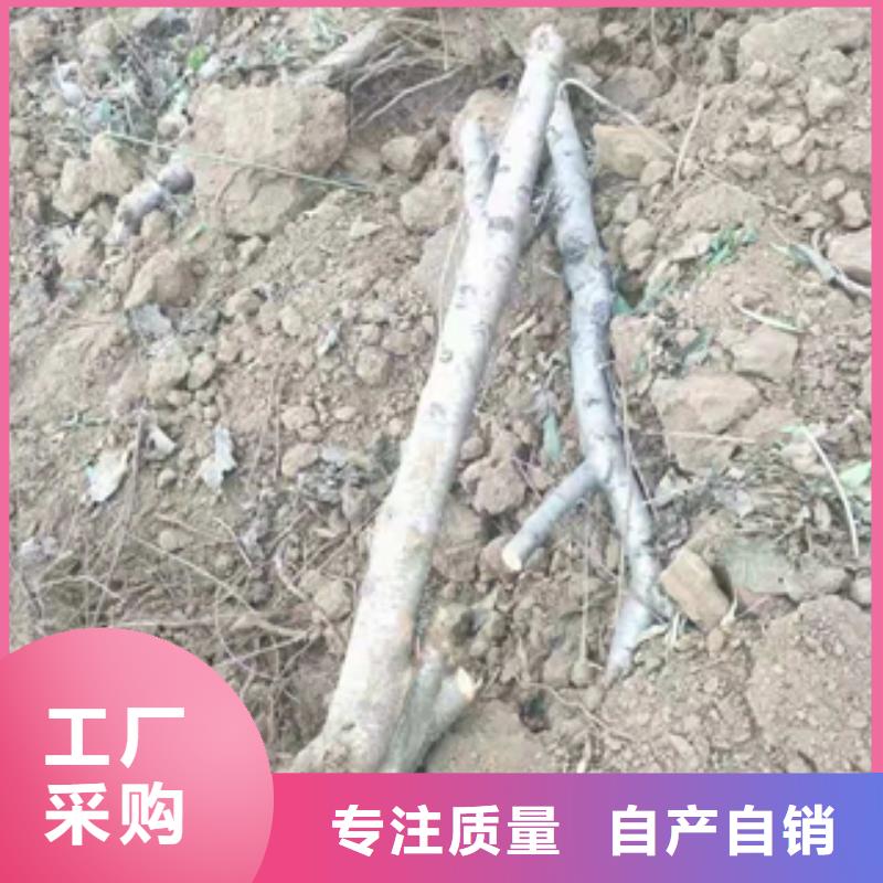 桃树-【樱桃苗】厂家技术完善 正家园艺场(荆门市分公司)