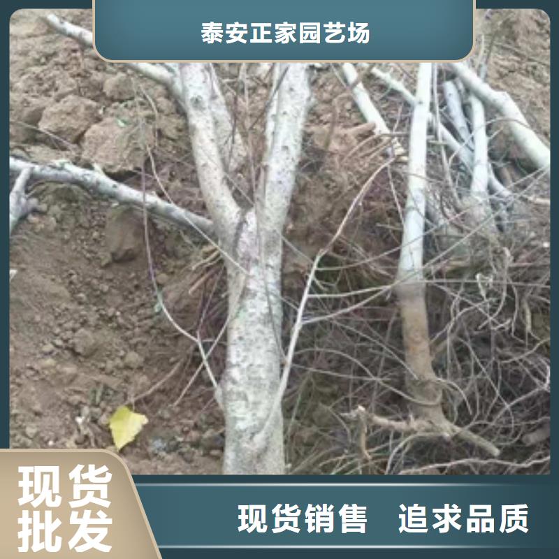 桃树泰山景松造型景松多种工艺