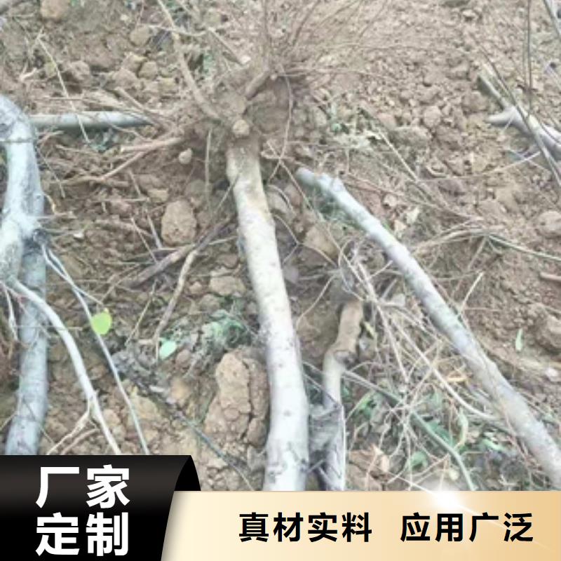 桃树占地果树多种优势放心选择