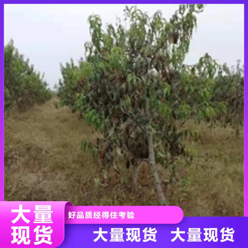 桃树-【樱桃苗】厂家技术完善 正家园艺场(荆门市分公司)