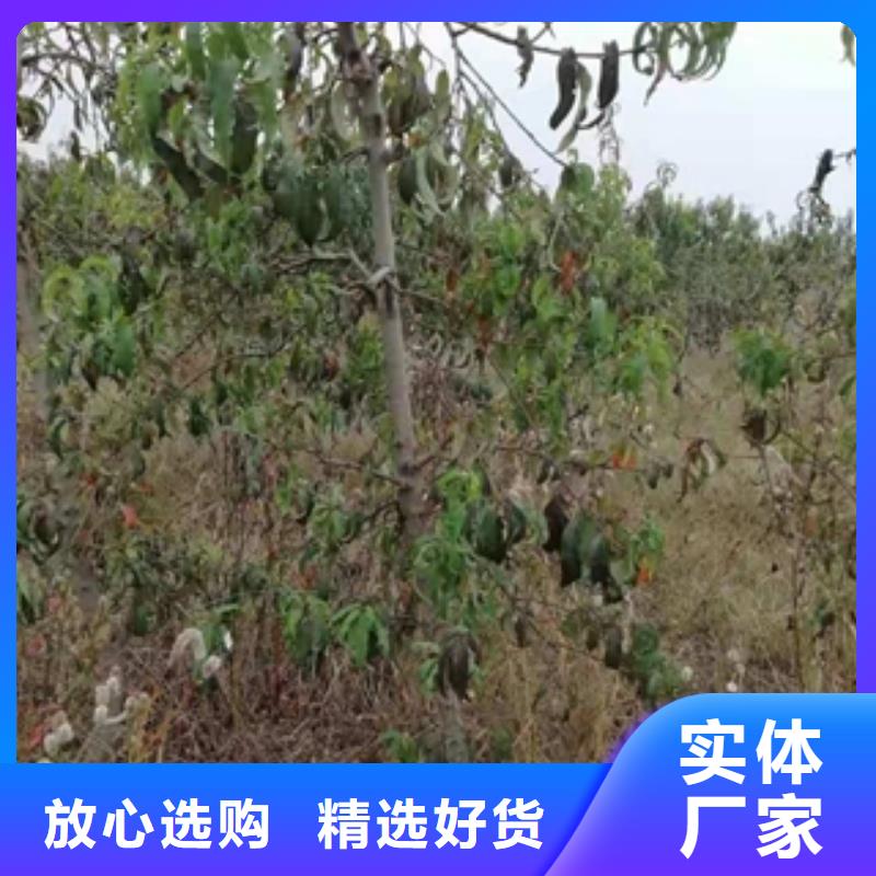 桃树-【樱桃苗】厂家技术完善 正家园艺场(荆门市分公司)