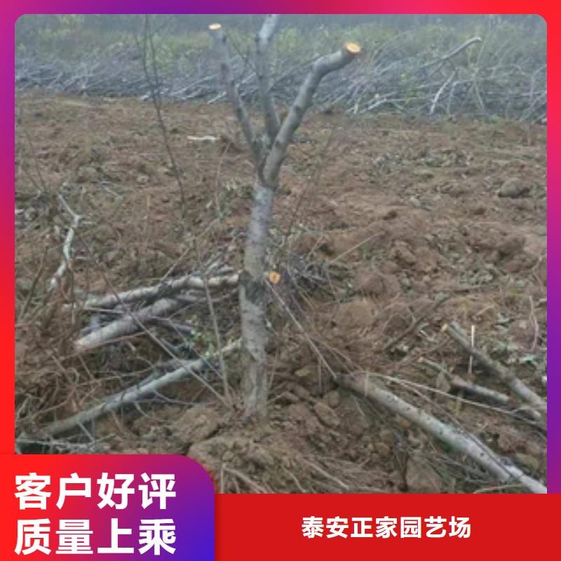 桃树占地果树多种优势放心选择