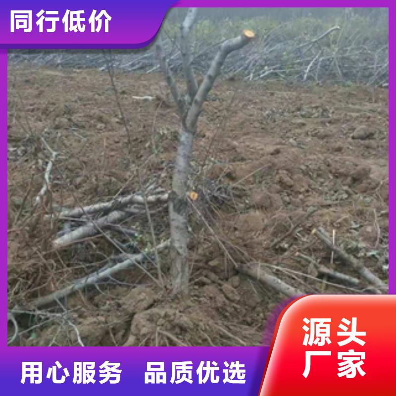 桃树-【樱桃苗】厂家技术完善 正家园艺场(荆门市分公司)