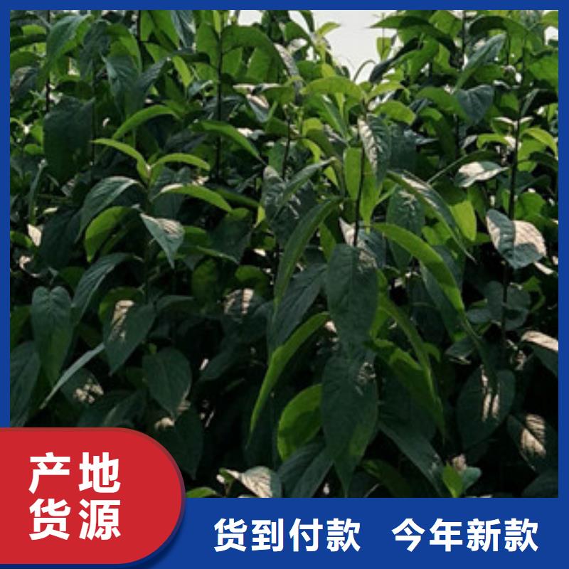 【 杜仲_蓝莓苗诚信为本】 正家园艺场(忻州市分公司)