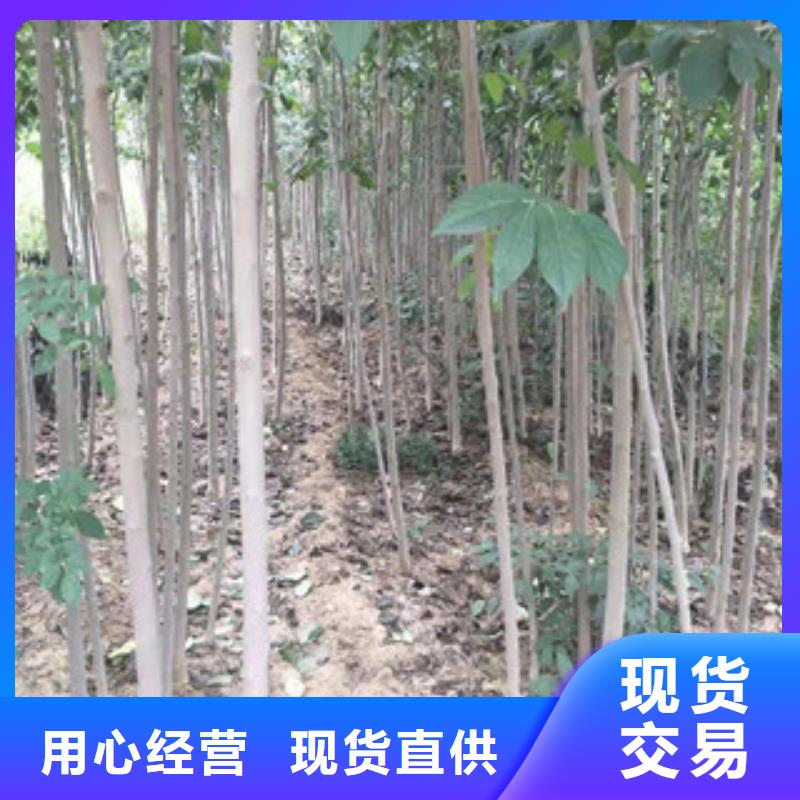 【 杜仲_蓝莓苗诚信为本】 正家园艺场(忻州市分公司)