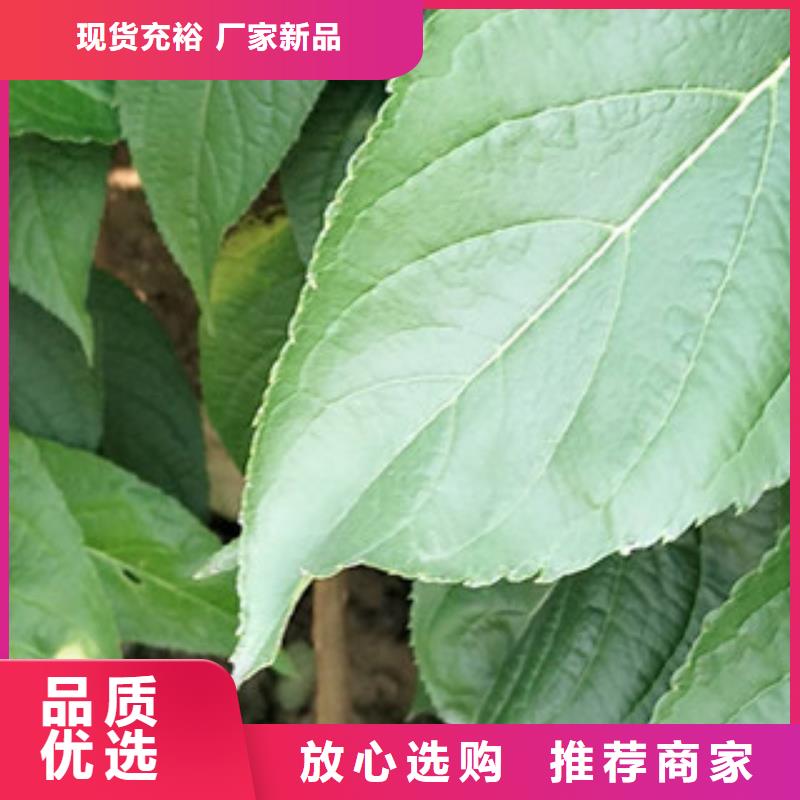 【 杜仲_蓝莓苗诚信为本】 正家园艺场(忻州市分公司)