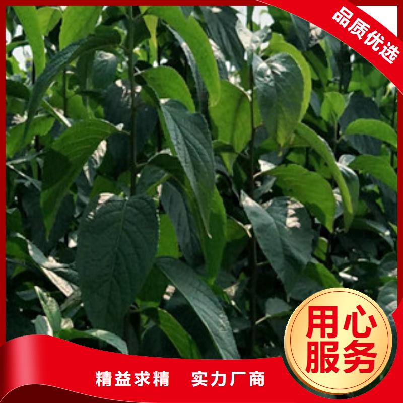 【杜仲】_蓝莓苗现货交易|泉山|贾汪|泰州|连云港|扬州|宿迁|南通kkfgg.com