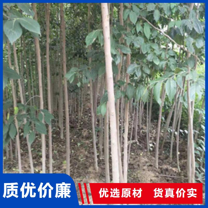 【 杜仲_蓝莓苗诚信为本】 正家园艺场(忻州市分公司)
