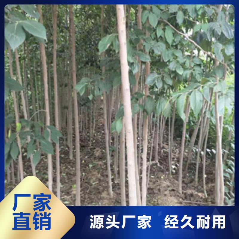【杜仲】_蓝莓苗现货交易|泉山|贾汪|泰州|连云港|扬州|宿迁|南通kkfgg.com