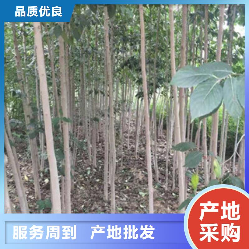 【杜仲】_蓝莓苗现货交易|泉山|贾汪|泰州|连云港|扬州|宿迁|南通kkfgg.com