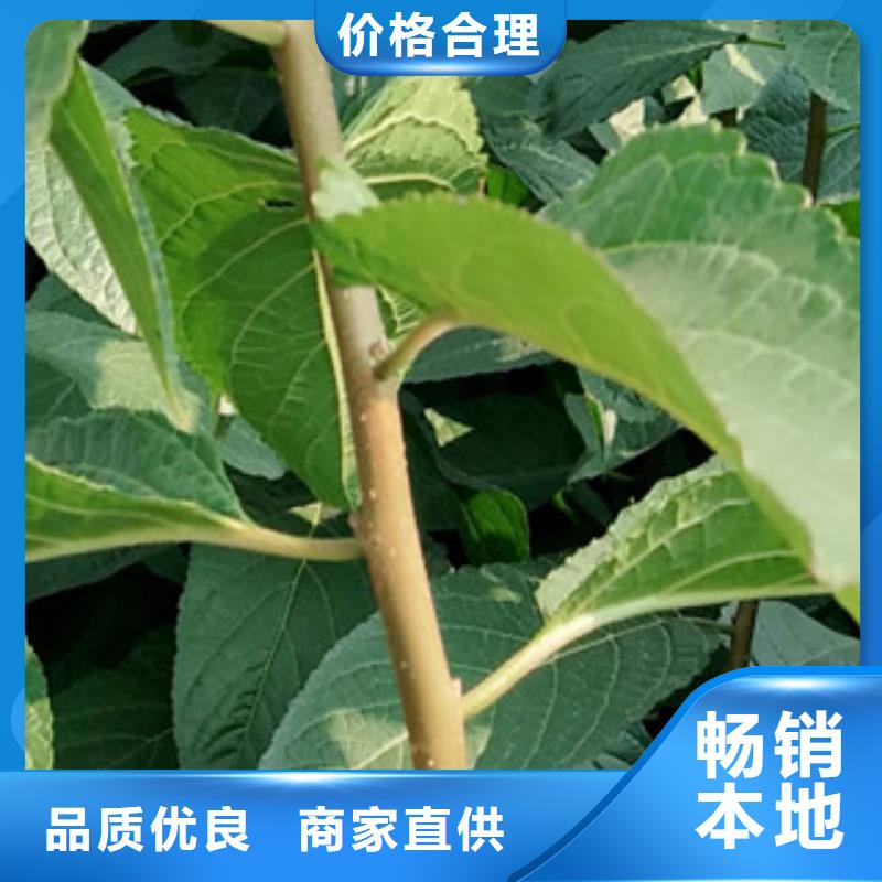 【杜仲】_蓝莓苗现货交易|泉山|贾汪|泰州|连云港|扬州|宿迁|南通kkfgg.com