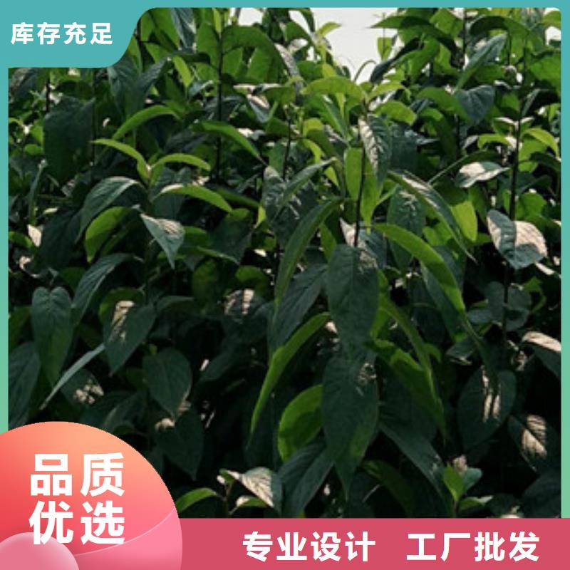 【 杜仲_蓝莓苗诚信为本】 正家园艺场(忻州市分公司)