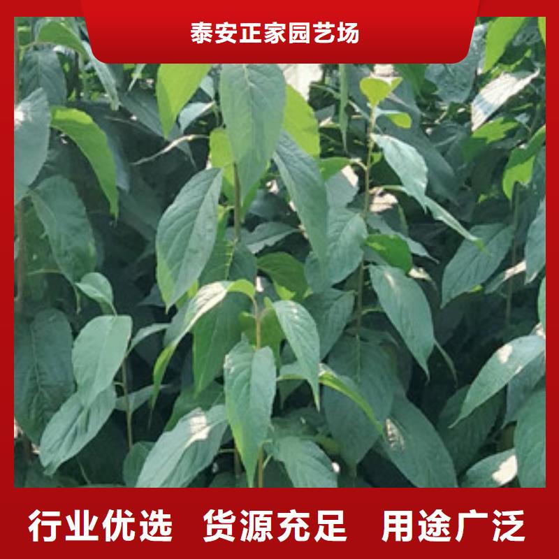 【杜仲】_蓝莓苗现货交易|泉山|贾汪|泰州|连云港|扬州|宿迁|南通kkfgg.com