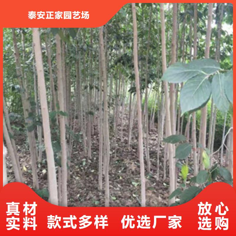 【杜仲】_蓝莓苗现货交易|泉山|贾汪|泰州|连云港|扬州|宿迁|南通kkfgg.com
