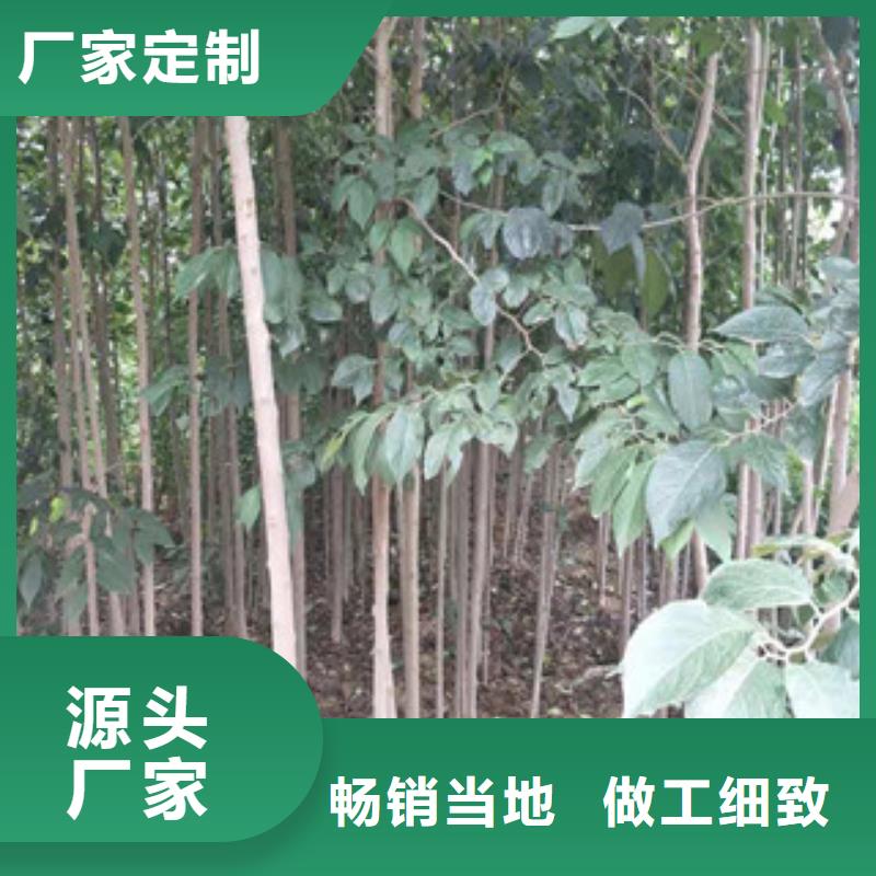 【杜仲】_蓝莓苗现货交易|泉山|贾汪|泰州|连云港|扬州|宿迁|南通kkfgg.com