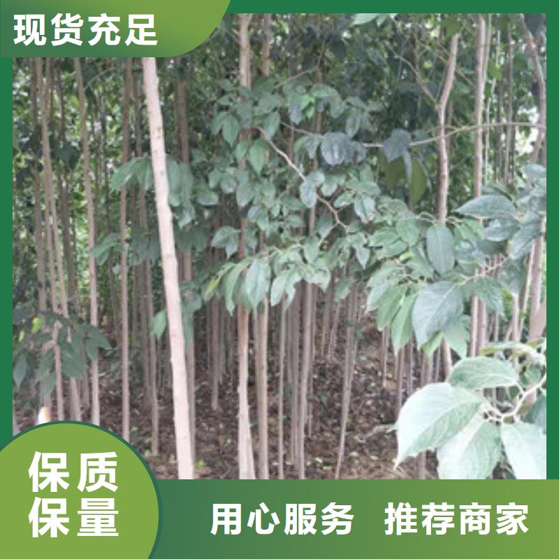 【 杜仲_蓝莓苗诚信为本】 正家园艺场(忻州市分公司)