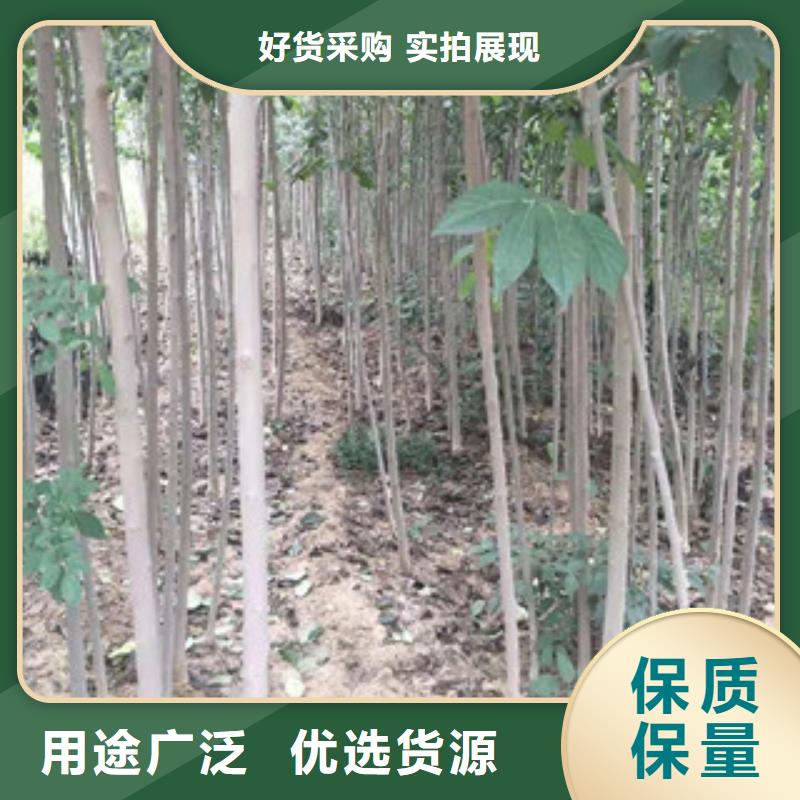 【 杜仲_蓝莓苗诚信为本】 正家园艺场(忻州市分公司)