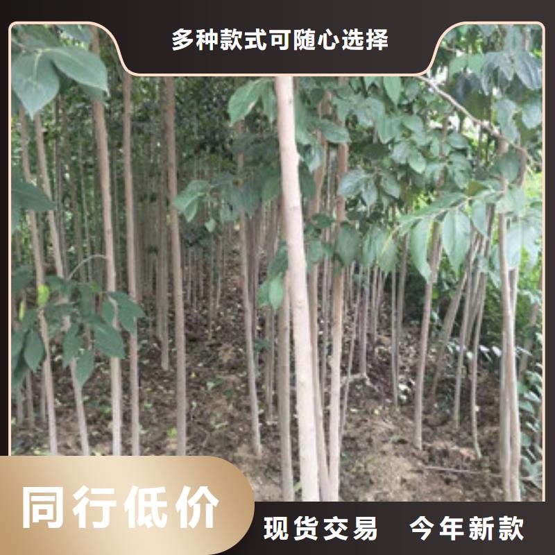 【杜仲】_蓝莓苗现货交易|泉山|贾汪|泰州|连云港|扬州|宿迁|南通kkfgg.com