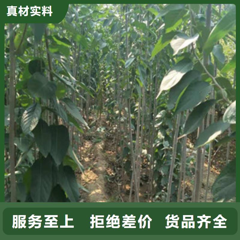 【 杜仲_蓝莓苗诚信为本】 正家园艺场(忻州市分公司)