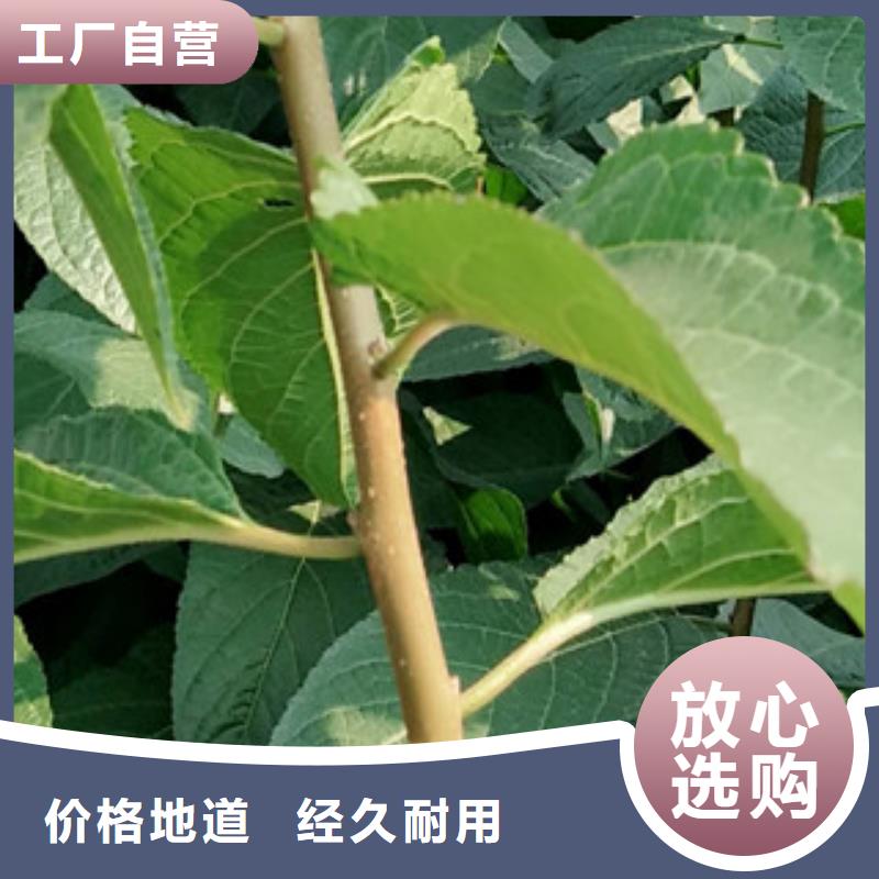【 杜仲_蓝莓苗诚信为本】 正家园艺场(忻州市分公司)
