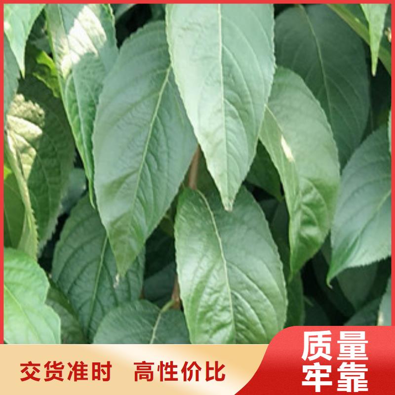 【杜仲】_蓝莓苗现货交易|泉山|贾汪|泰州|连云港|扬州|宿迁|南通kkfgg.com