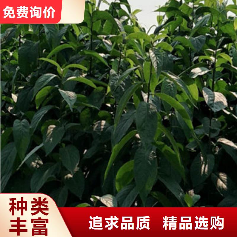 【 杜仲_蓝莓苗诚信为本】 正家园艺场(忻州市分公司)