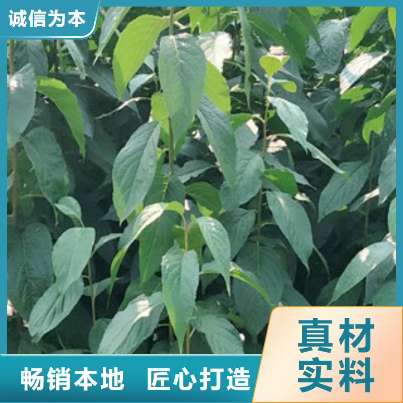 【 杜仲_蓝莓苗诚信为本】 正家园艺场(忻州市分公司)
