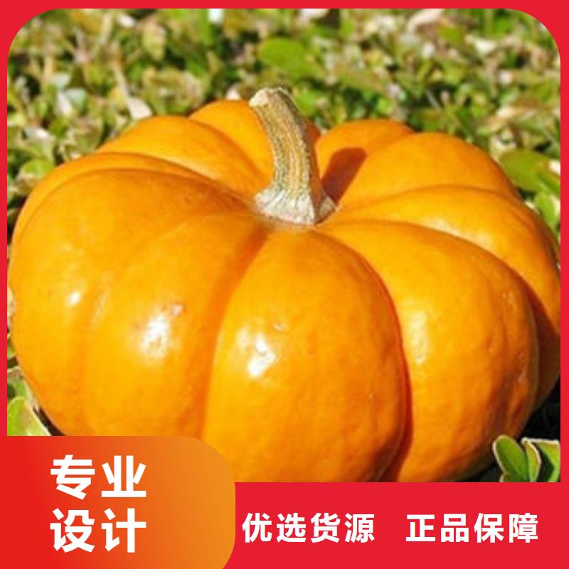 南瓜丁羽衣甘蓝粉极速发货