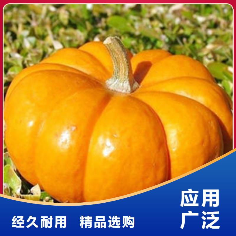 南瓜丁菠菜粉厂家全品类现货