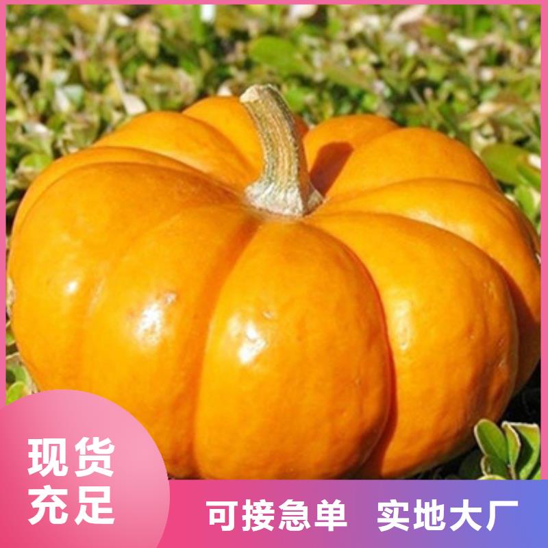 南瓜丁【紫薯粉】主推产品