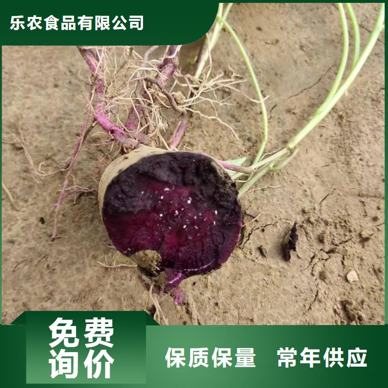 南瓜丁视频-丹东市南瓜丁-【周边】可服务区域振兴|凤城|辽阳|阜新|葫芦岛|盘锦|鞍山|营口