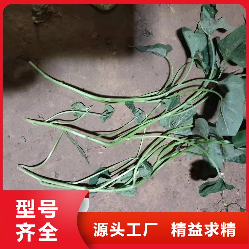 羽衣甘蓝粉视频-羽衣甘蓝粉|阿坝市|茂县|小金|内江|宜宾|广安|成都|绵阳|遂宁