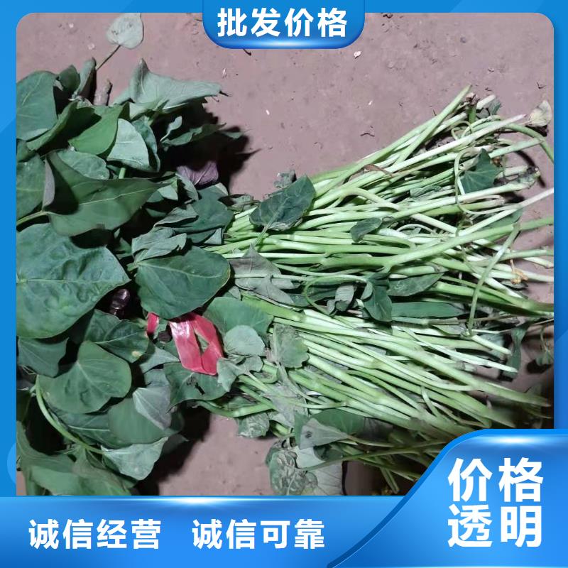 南瓜丁视频-南瓜丁|四川省资阳市|雁江|安岳|凉山|德阳|攀枝花|遂宁|甘孜|眉山