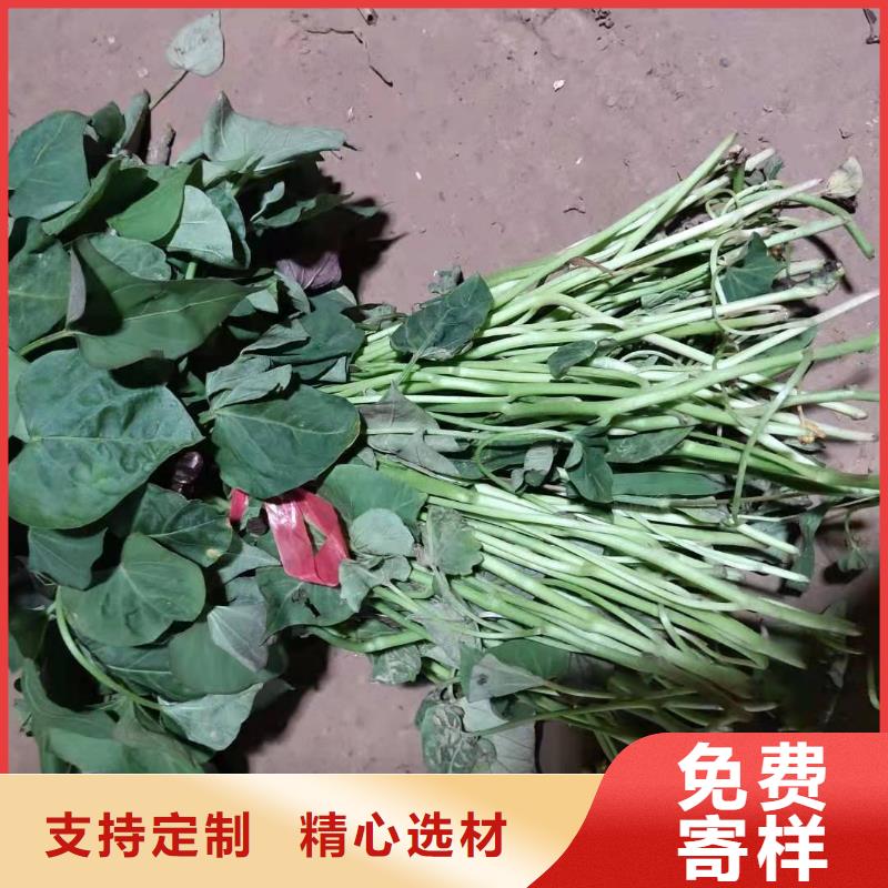 南瓜丁视频-丹东市南瓜丁-【周边】可服务区域振兴|凤城|辽阳|阜新|葫芦岛|盘锦|鞍山|营口