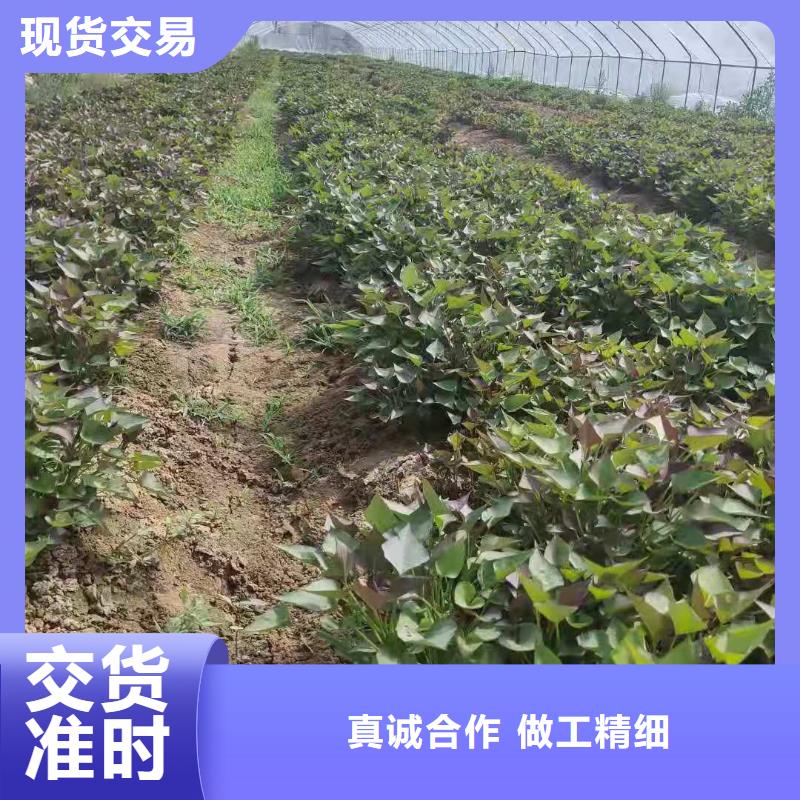 羽衣甘蓝粉视频-羽衣甘蓝粉|阿坝市|茂县|小金|内江|宜宾|广安|成都|绵阳|遂宁