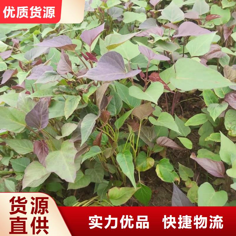 南瓜丁视频-南瓜丁|四川省资阳市|雁江|安岳|凉山|德阳|攀枝花|遂宁|甘孜|眉山